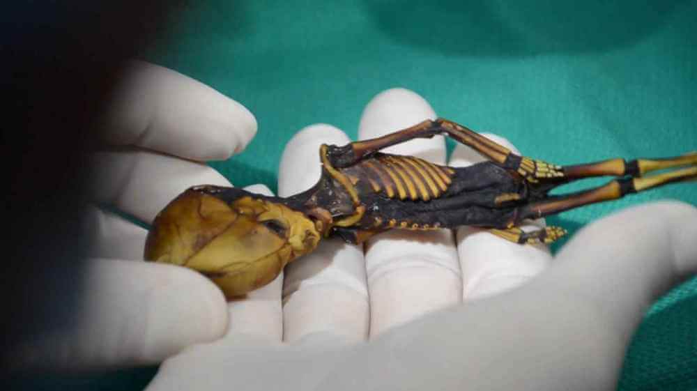 Биологи раскрыли секрет загадочной мумии, которую уфологи считают «внеземной»
