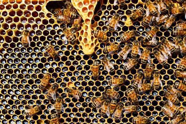 Выявлены климатические факторы заболевания медоносных пчел в Великобритании
