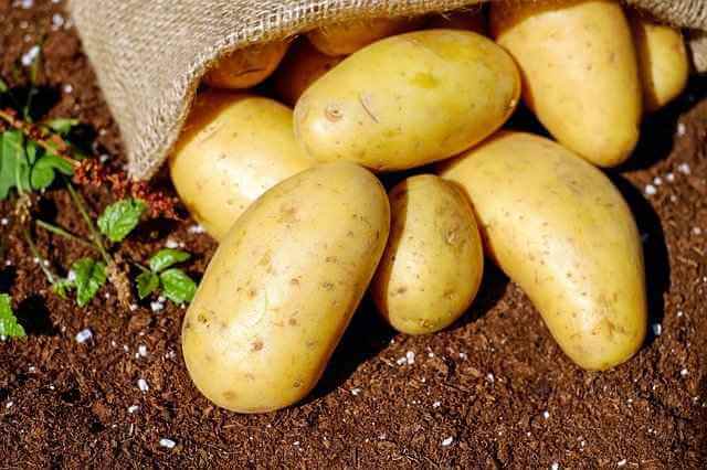 Ученые пытаются вывести картофель, устойчивый к изменению климата