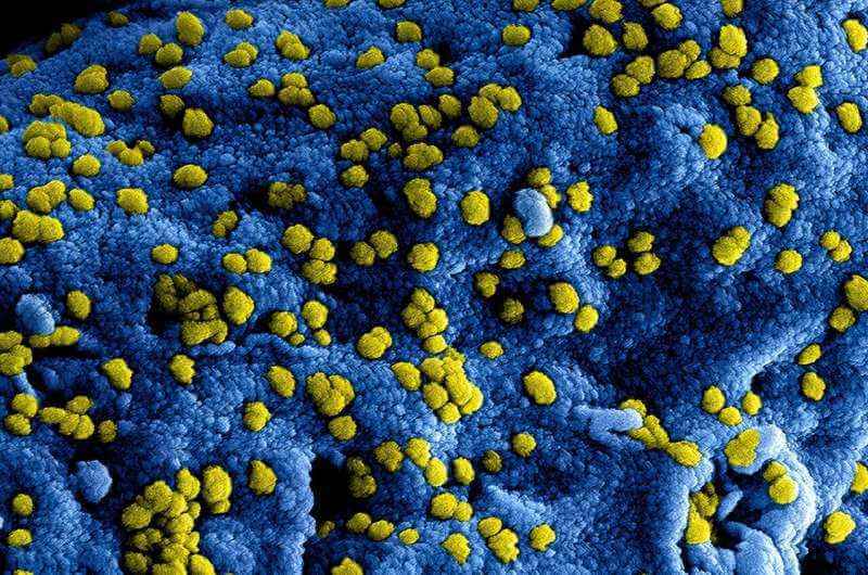 Ученые приблизились к использованию вирусов для борьбы с бактериальными инфекциями