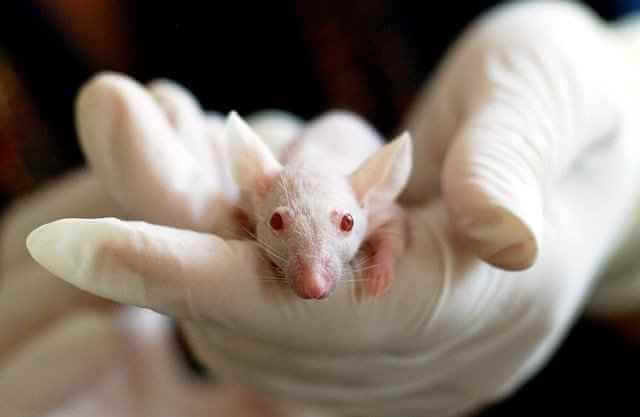 Вещество из экстракта виноградных косточек увеличил продолжительность жизни пожилым мышам