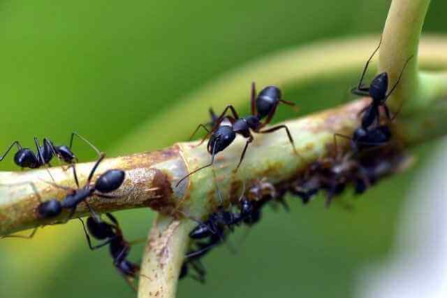 Гены королевы определяют пол всей муравьиной колонии и позволяют производить только самцов или самок