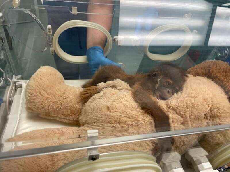 У орангутанга, находящегося под угрозой исчезновения в Новом Орлеане, родился 1 здоровый детеныш