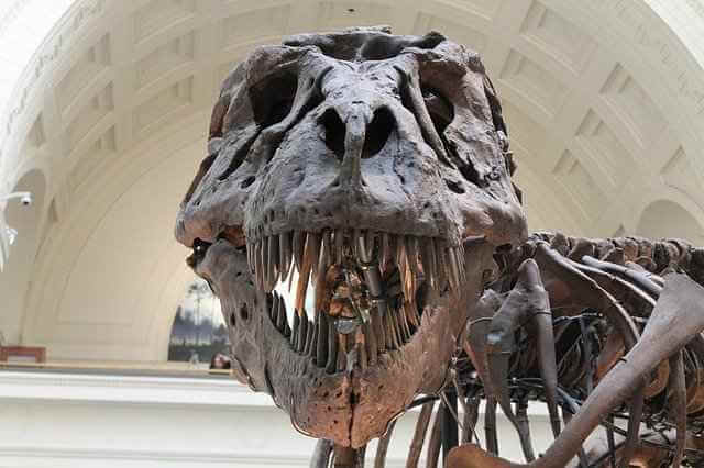 Выявлено заболевание костей в окаменевшей челюсти Тираннозавра рекс