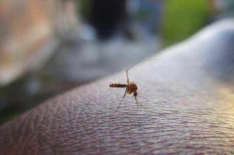 Вирус денге заставляет комаров кусать чаще, чтобы лучше передавать болезнь
