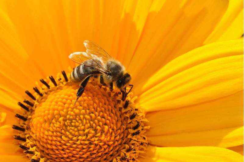 Загрязнение воздуха значительно снижает опыление, сбивая с толку бабочек и пчел