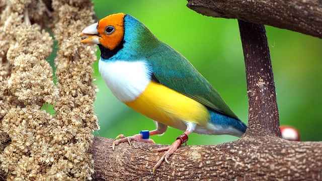 Некоторые птицы поют одну и ту же песню на протяжении сотен тысяч лет
