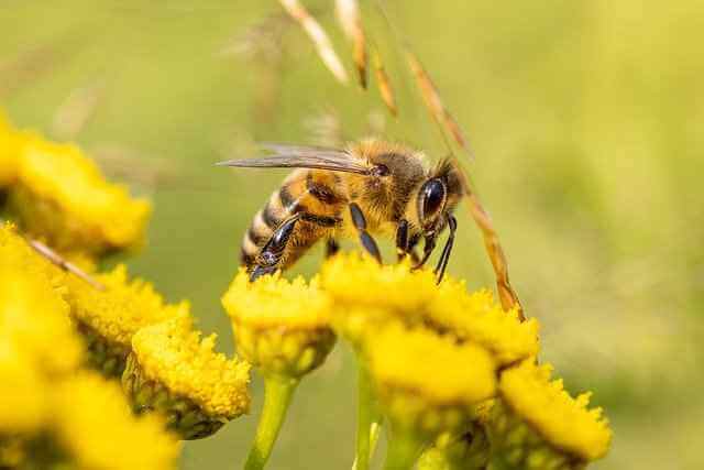 Исследование: внешний вид и поведение пчел могут быть связаны