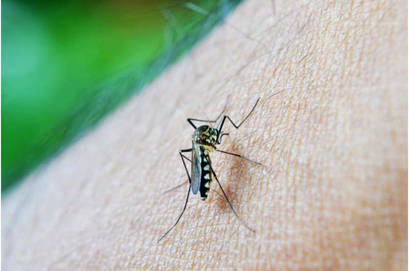 Выявлен перспективный разрушитель передаточной цепи в борьбе с малярией