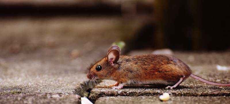 Ожирение у мышей снижается за счет усиления действия ключевого гормона, регулирующего вес