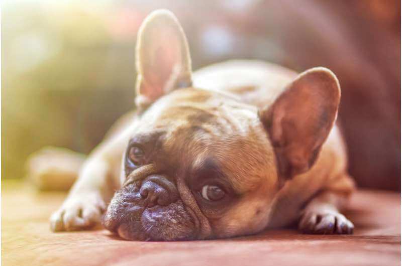 Исследование: собаки могут переживать после смерти близкой собаки