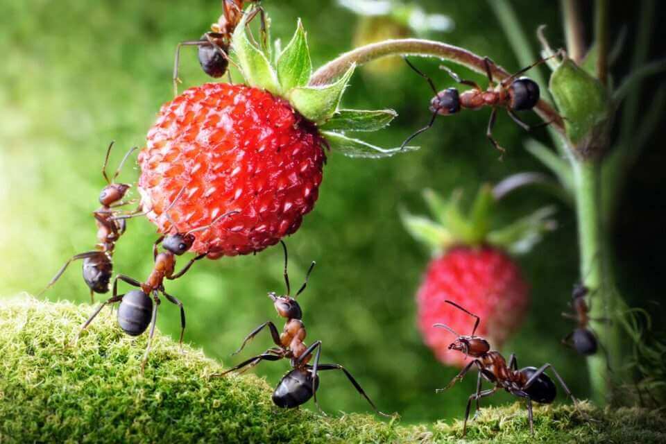 Исследование: разделение труда у муравьев возникло более 100 миллионов лет назад