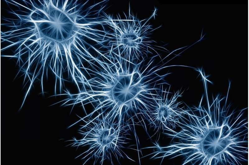 Неравная связь между двумя нейронами встречается чаще, чем считалось ранее