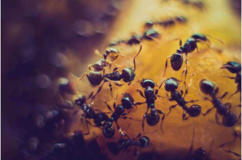 Социальная природа муравьев обеспечивает защиту от изменения климата