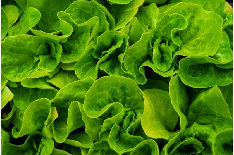 Вещество из листовой зелени замедляет рост вирусов COVID-19 и обычной простуды