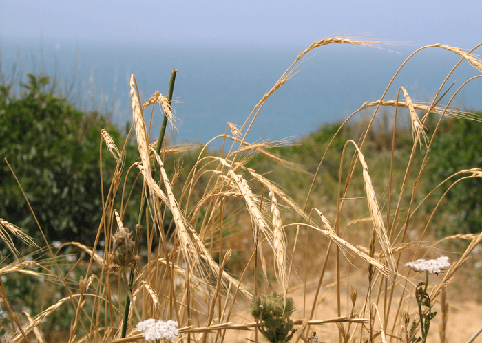 Дикая трава может защитить сельскохозяйственные культуры от смертельных патогенов