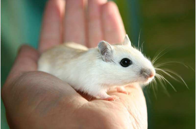 Увеличение мРНК печени снижает аппетит и массу тела у мышей с ожирением