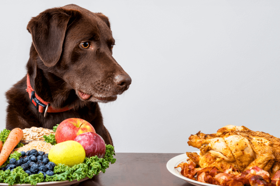 Собаки с веганской диетой могут иметь лучшие показатели здоровья
