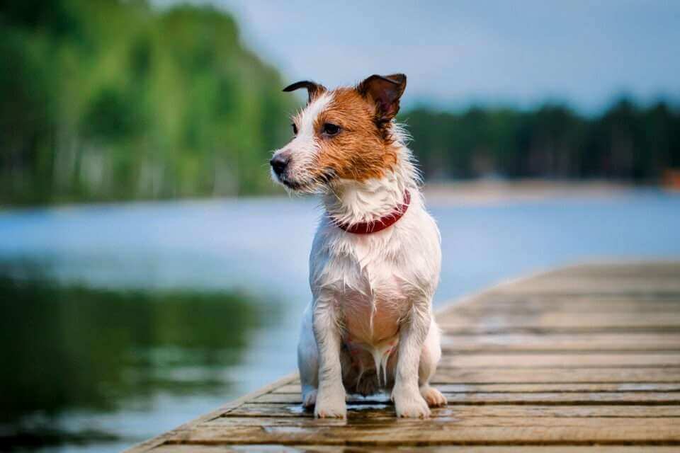 Джек-рассел-терьеры живут дольше всех собак Великобритании
