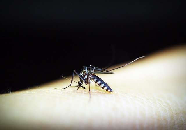 Новая модель может помочь предсказать развитие тяжелой формы лихорадки денге