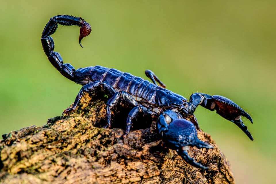 Исследование: маленькие скорпионы более смертоносны