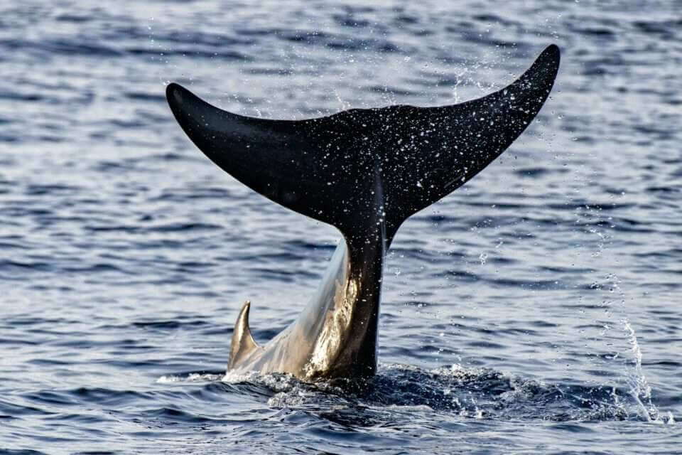 Некоторые клюворылые киты ведут "более быстрый" образ жизни, чем ожидалось