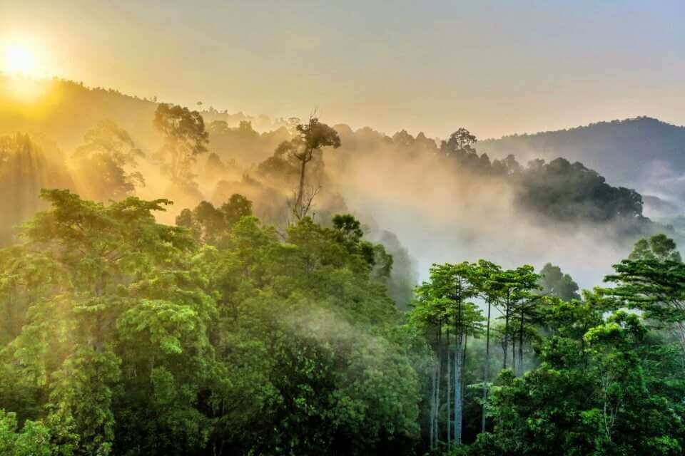 Уровень гибели деревьев в тропических лесах удвоился с 80-х годов прошлого века