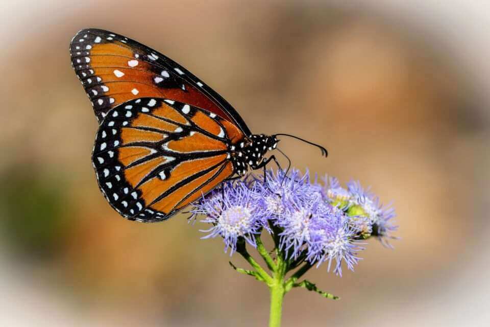 Световое загрязнение дезориентирует бабочек-монархов