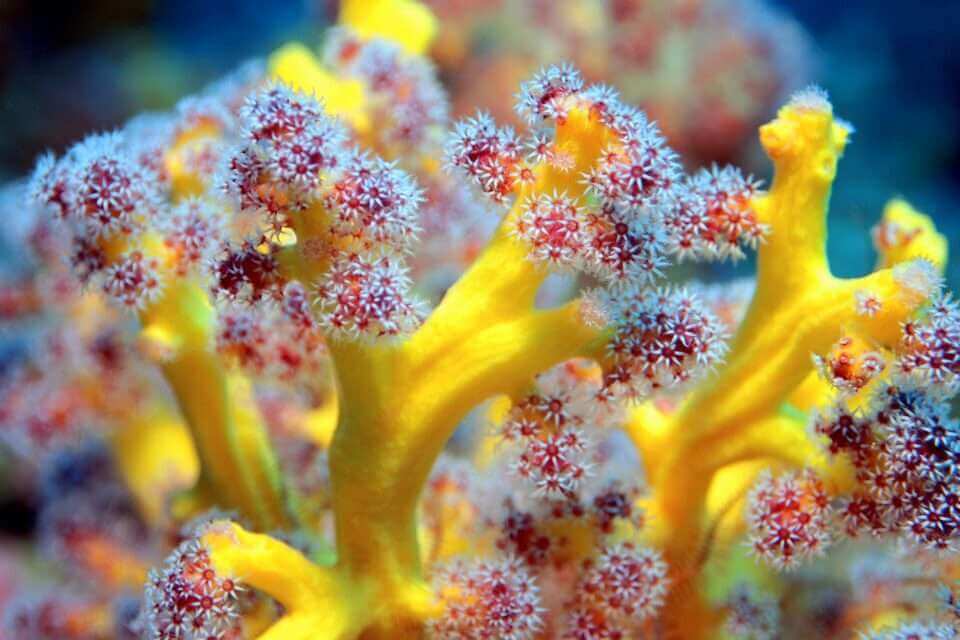 Вещество из кораллов может быть использовано для лечения рака