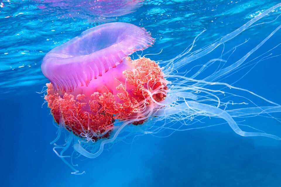 Жгучие клетки медуз проливают свет на раннюю эволюцию животных
