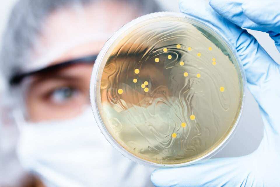 Самая большая в мире бактерия обнаружена в Карибском бассейне