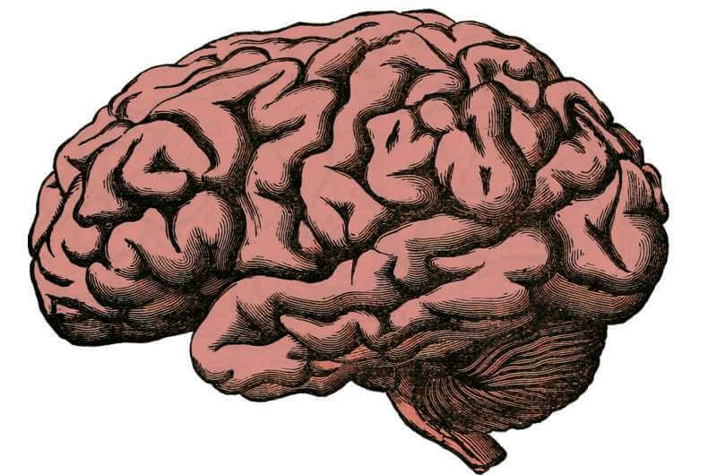 Исследователи выявили, как мозжечок модулирует нашу способность к социализации
