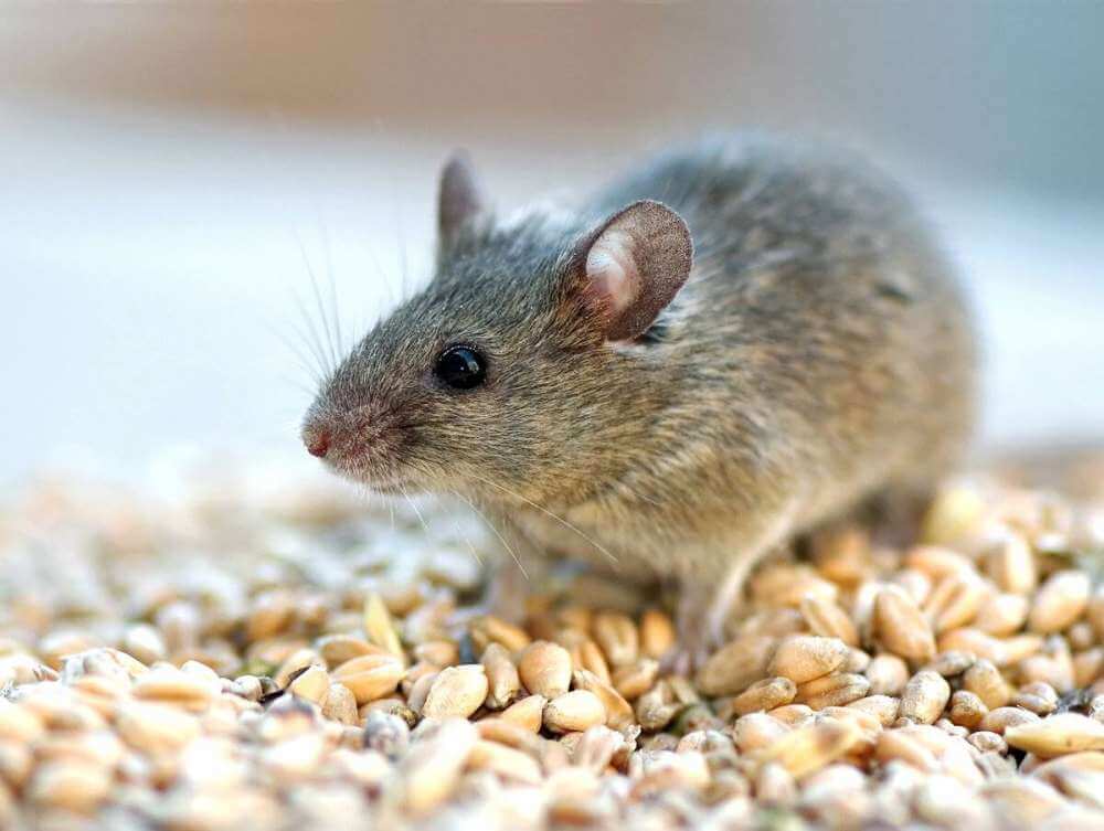 Обнаружена мутация гена, которая дает мышам супермощные сухожилия для прыжков и бега