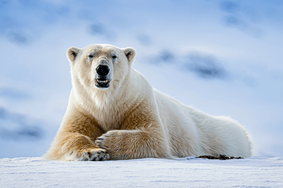 В Гренландии обнаружена отдельная популяция белых медведей