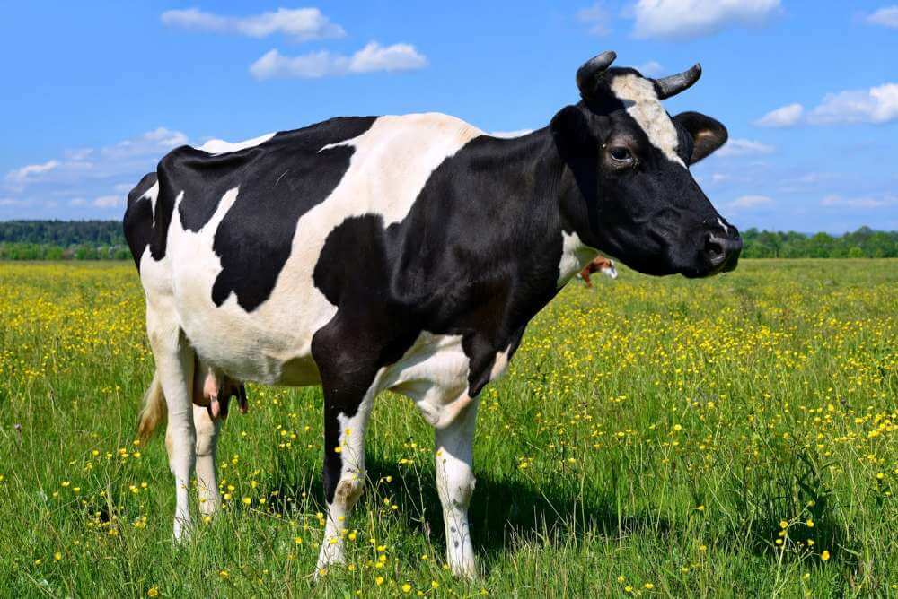 Коровы, подвергшиеся воздействию дыма от лесных пожаров, производят меньше молока