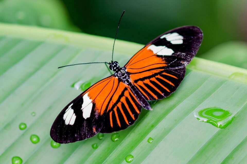 Смена среды обитания изменяет структуру мозга бабочек