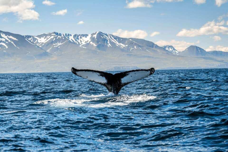 Ученые могут подслушивать китов в Арктике