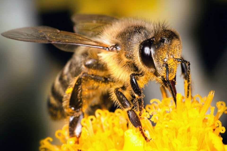 В США наблюдается резкое сокращение популяций пчел