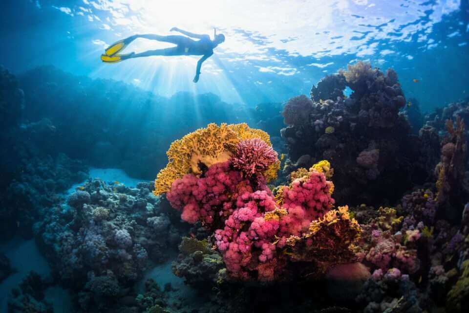 Репродуктивная способность кораллов уменьшается с глубиной