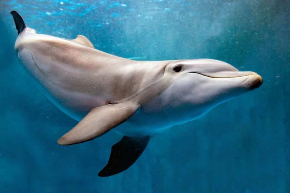 Исследование ДНК дельфинов позволяет выявить адаптацию к местной океанографии