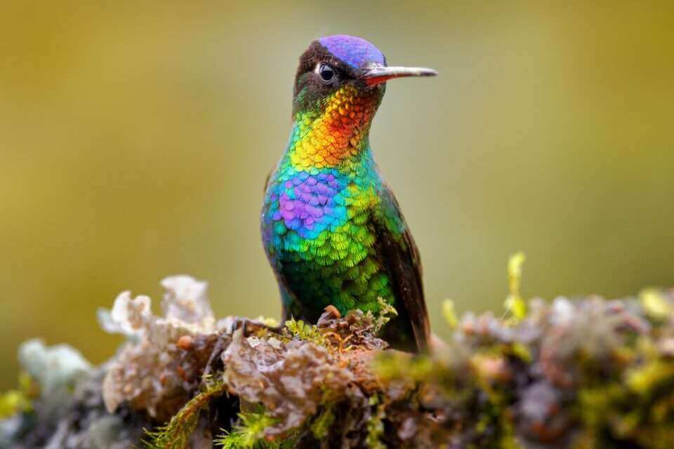 У колибри больше цветов, чем у всех остальных птиц вместе взятых