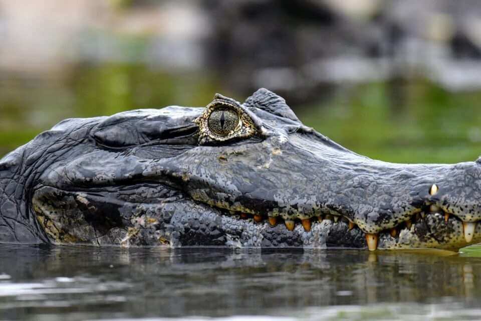 Вымирание крокодилов может иметь катастрофические последствия