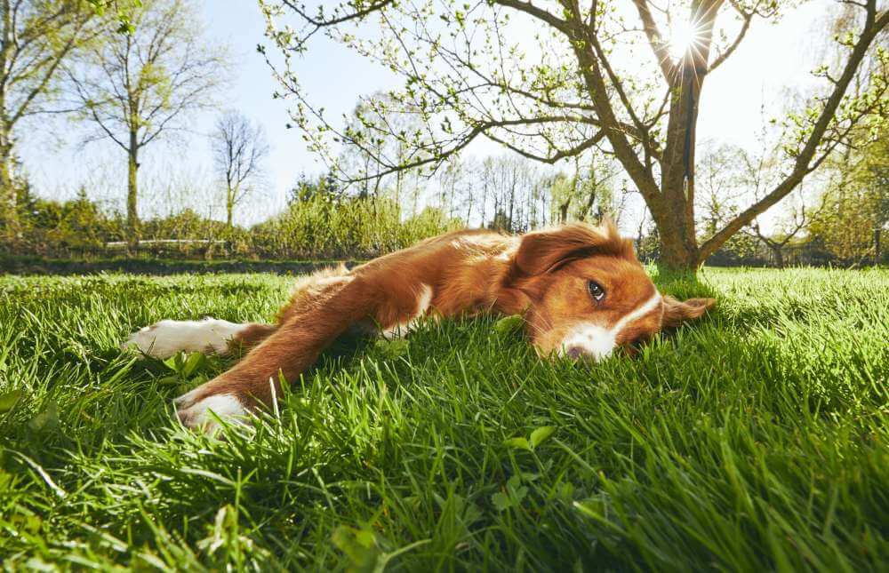 Деменция поражает большинство собак, если они живут достаточно долго