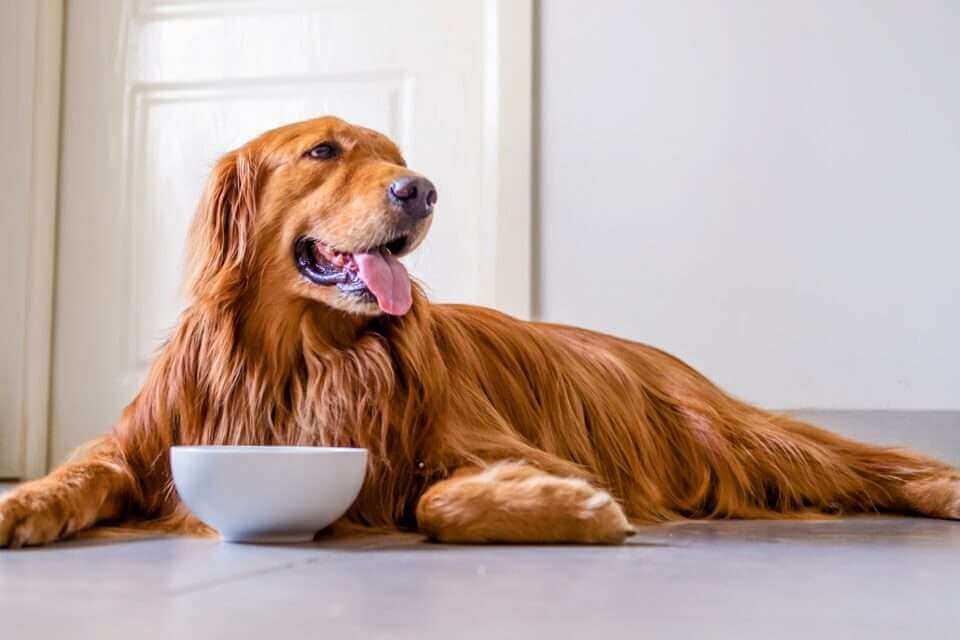 Собаки очень быстро приспосабливаются к новым диетам
