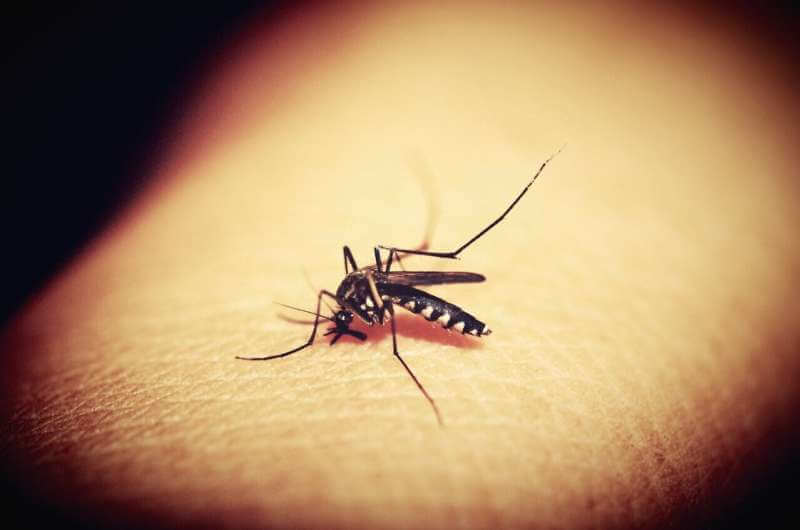 Моноклональное антитело эффективно против малярии в течение шести месяцев