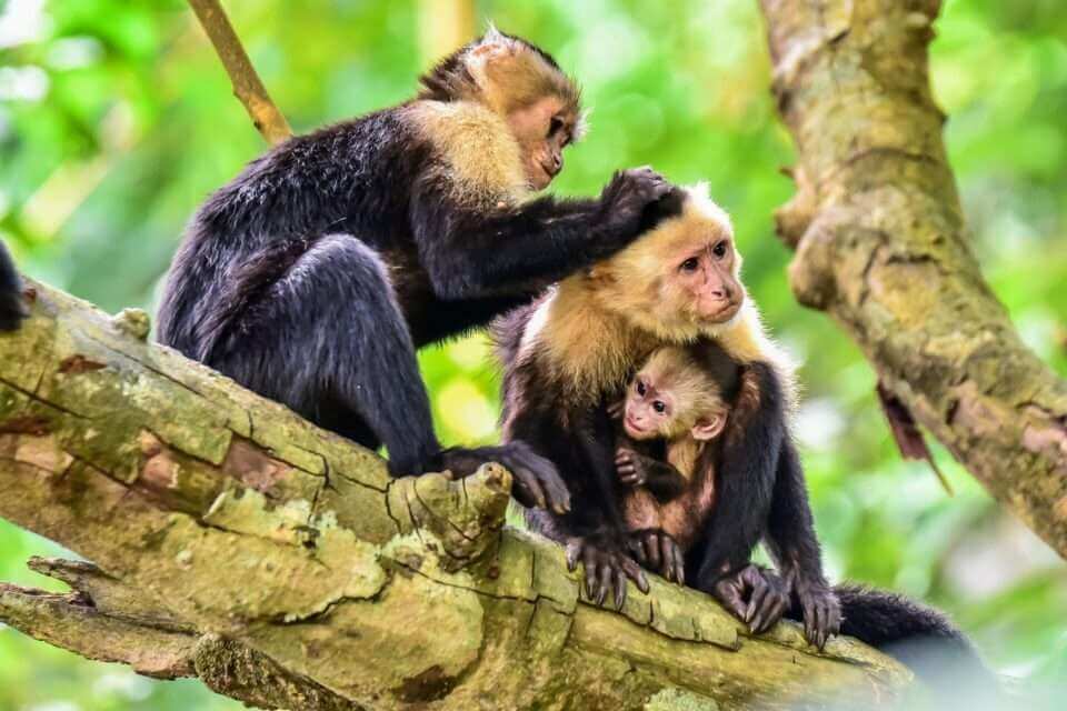 Самки обезьян с крепкой дружбой выживают дольше