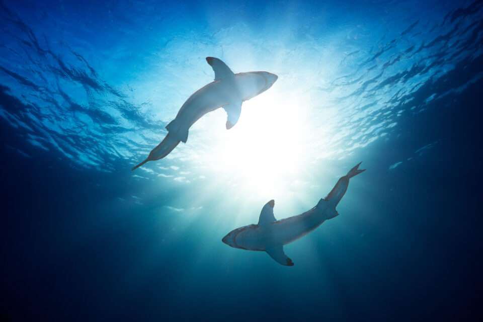 Новое исследование показало как акулы используют глубины океанов
