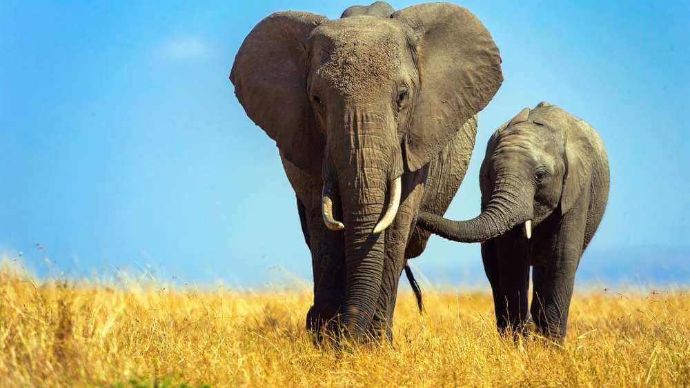 Гибкие складки кожи помогают слонам растягивать хобот