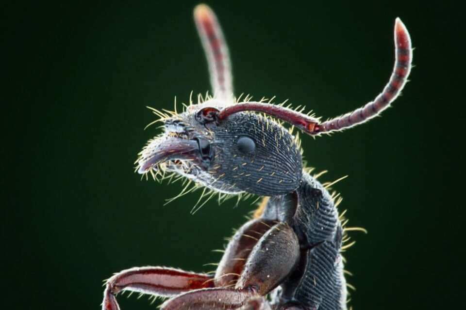 Королевы муравьев могут замедлять процессы старения