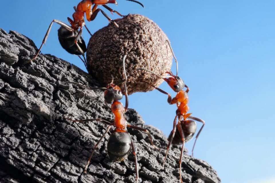 Новый вид муравьев обнаружен в древнем янтаре
